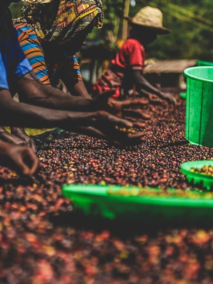 Ethiopian coffee farmers sorting coffee cherries